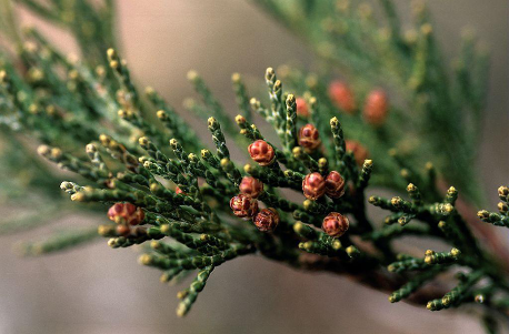 Genévrier Thurifère - Bernard Nicollet - PNE