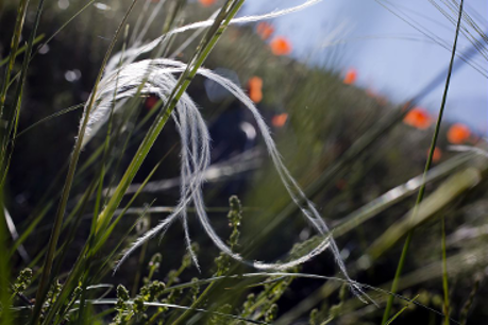 Stipe pennée - Pascal Saulay - PNE